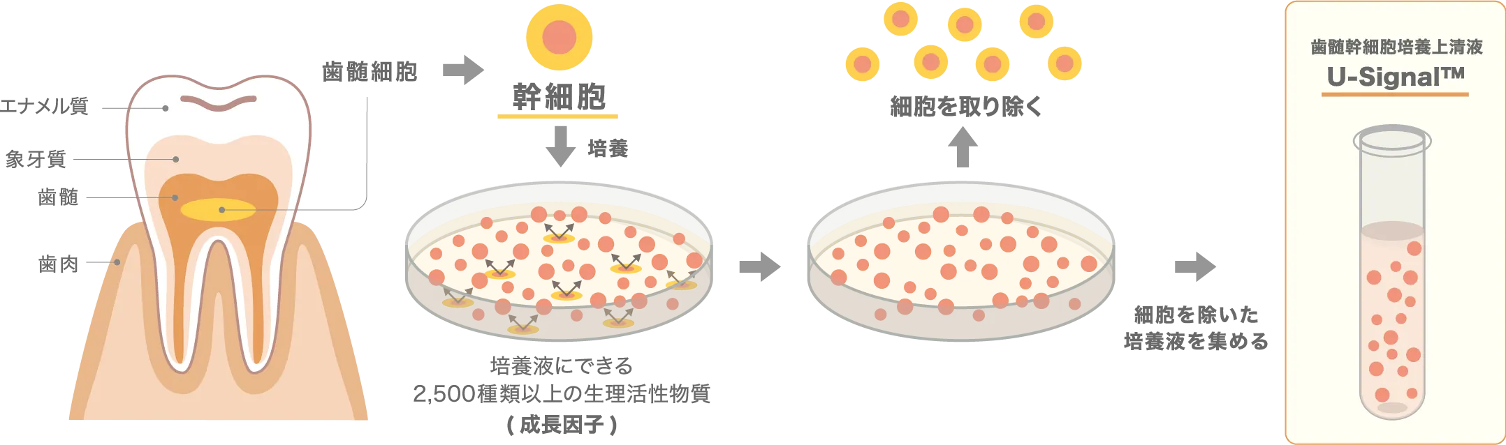 歯髄幹細胞培養上清液（U-Signal™液）ができるまでの製造過程のイラスト
